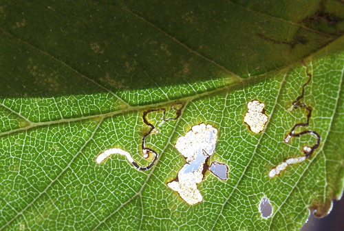 Bucculatrix albedinella (2)