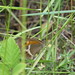 L'Ocellé rubané ou Tityre (Pyronia bathseba) 