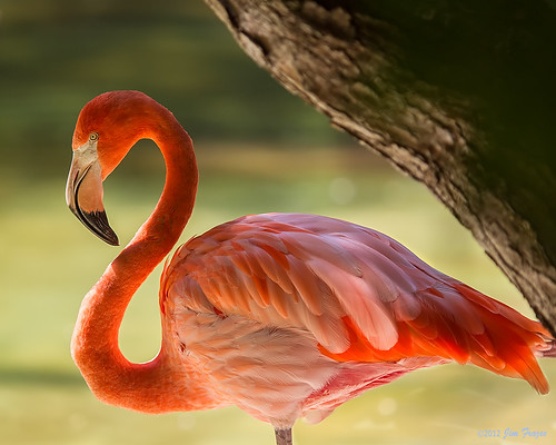 Overflow Flamingo