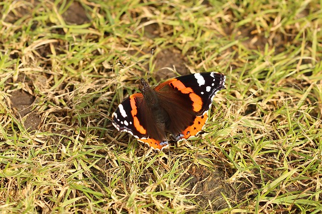 Butterfly in Greenwich Park