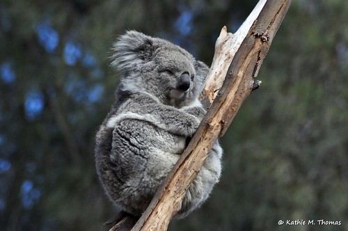 Koala in gum tree