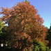 Acer rubrum 'Schlesingeri' posted by Arnold Arboretum to Flickr