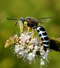Bees and Wasps | Abelhas e Vespas 