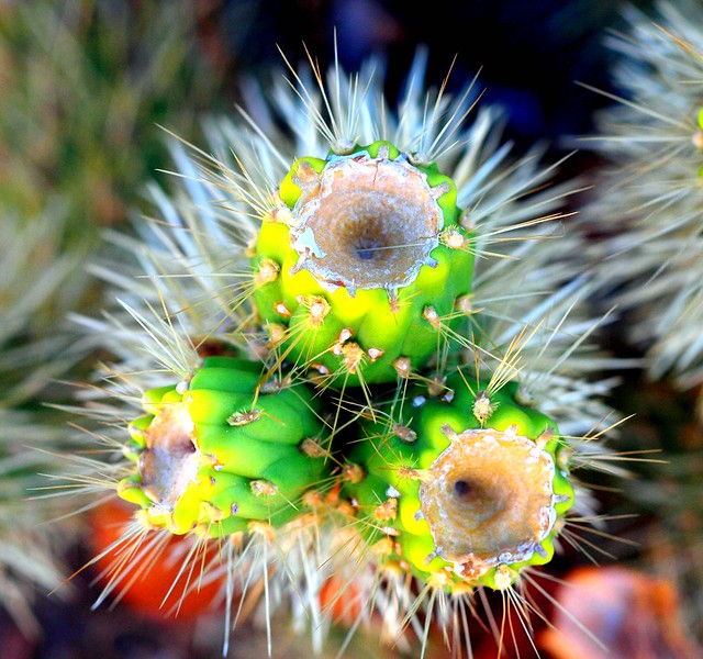 Image result for pics sonoran desert cactus flowers