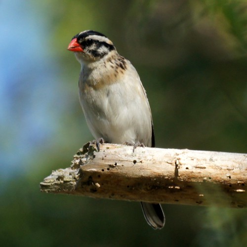 Pin-tailed Whydah (female)