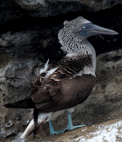Blue Footed Booby 9 by gladner