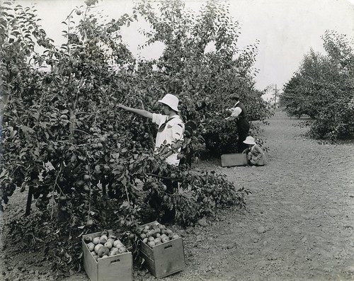 Girl picking apples in an Oregon orchard, 1920