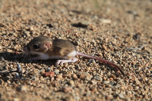 Baby kangaroo rat by ConserVentures