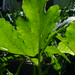 20120916 Cucurbita maxima leaf posted by chipmunk_1 to Flickr