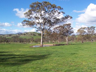 Another paddock offering the shade of an established tree and a strong water source.