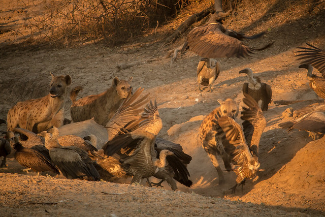 Hyenas Feeding - South Luangwa - Zambia