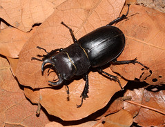 Beetles: Lucanidae