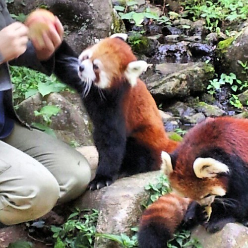 red panda 多摩動物公園にて #zoo #animal