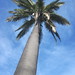 Big beautiful palms