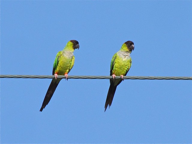 Nanday Parakeet in St. Augustine, FL 21