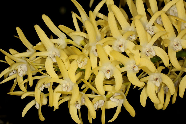 Dendrobium speciosum (D. speciosum var speciosum X D. speciosum var curvicaule) 2012-08-24 03