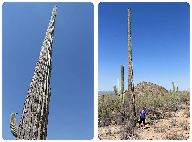 huge saguaros in arizona