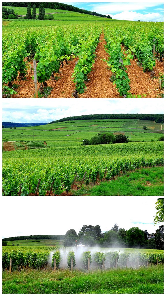 Burgundy, France Collages