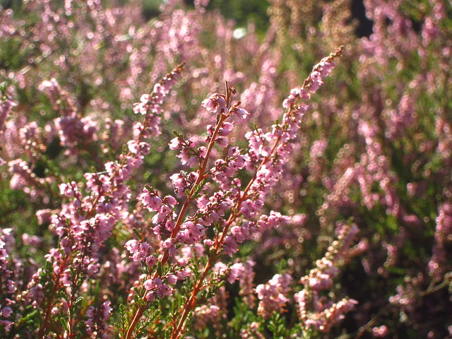 Heather above the Vale of Health