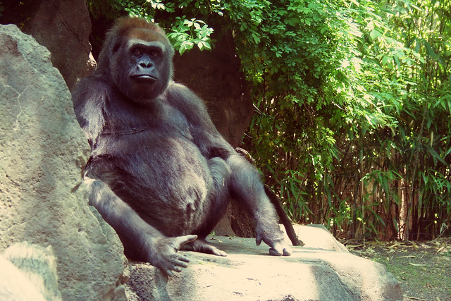 Gorillas are cool.