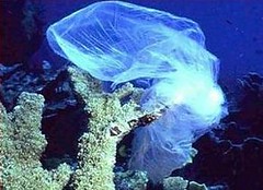 卡在珊瑚礁上的塑膠袋（照片來源NOAA）
