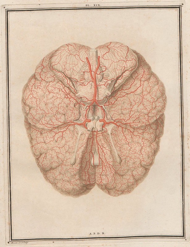neurosurgical teaching diagram from 18th century : inferior view of brain with arteries highlighted in red