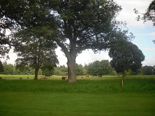 cows at Glamis Castle, Angus, Scotland