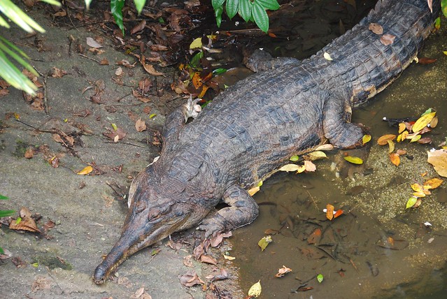 Asian Crocodile 61