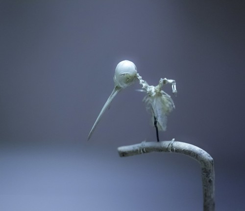 partial hummingbird skeleton [macro] by JKG II