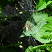 20120916 cobweb spider posted by chipmunk_1 to Flickr