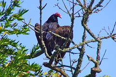 2012 vulture 