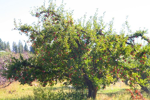 Apple Tree, Autumn Equinox