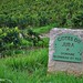 Vignes Château-Chalon