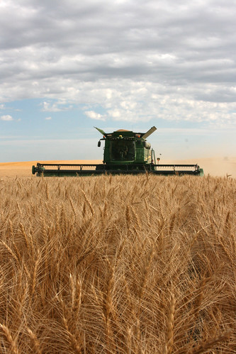 harvesting wheat in Regent