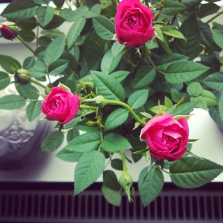 roses (instagram)