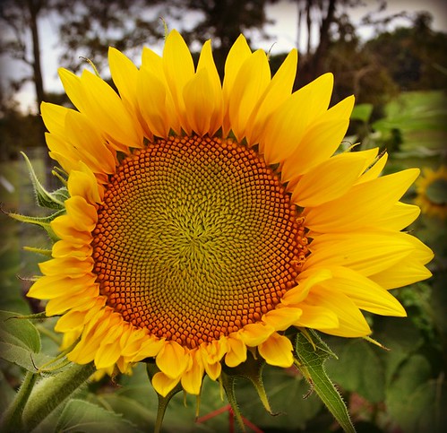 sunflower by oyabakamama