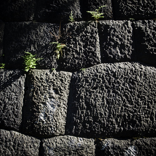 Fern in the Retaining Wall, Imperial Palace, Tokyo