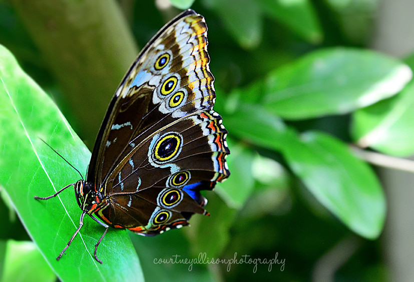 Photographed at the Butterfly Conservatory at the Museum of Natural Science.