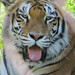 Tigers_074 posted by *Ice Princess* to Flickr