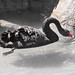 BlackSwan_006 posted by *Ice Princess* to Flickr