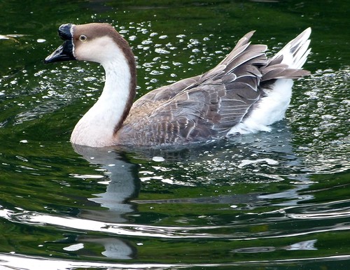 Brown Chinese Goose by Mike's Birds