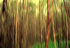 Into the Blurred Forest