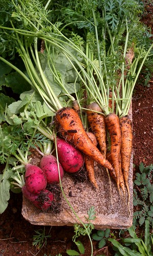 carrots and radishes