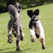 Synchronised puppies!