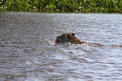 Brasil Pantanal JAGUAR