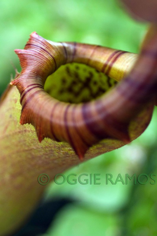 Philippine Orchid Society - Pitcher Plant