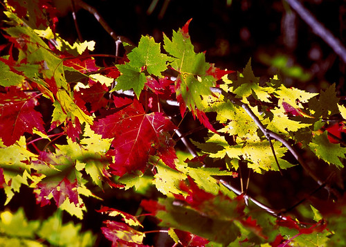 Maple leaves of many colors offer an unending palette of color in the United States Department of Agriculture, U. S. Forest Service, Hiawatha National Forest on the Upper Peninsula of Michigan.