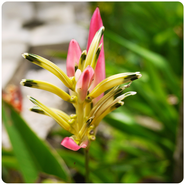 Balinese Flower