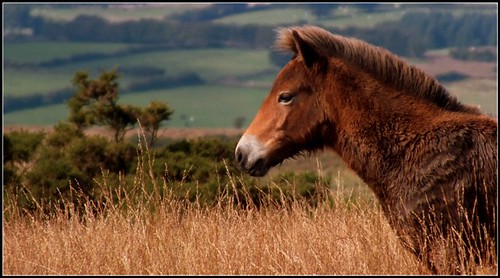 Exmoor Pony by fidji164