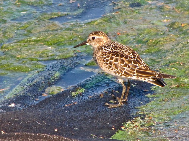 Baird's Sandpiper at Gridley Wastewater Treatment Ponds in McLean County, IL 49